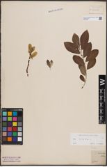 Foto von Salix cinerea L.